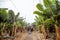 Harvesting on the banana plantation