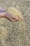 Harvesting barley in the hands of a woman