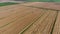 Harvesting barley harvesters. Fields of wheat and barley, the work of agricultural machinery. Combine harvesters and tractors