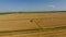 Harvesting barley harvesters. Fields of wheat and barley, the work of agricultural machinery. Combine harvesters and tractors