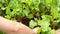 Harvesting beetroot from vegetable garden