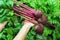 Harvesting beets holding organic food