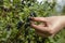 Harvesting berries. Woman`s hand harvest blue honeysuckle