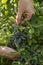 Harvesting berries. Woman`s hand harvest blue honeysuckle