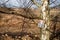 Harvesting birch sap in the forest in spring in March and April