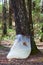 Harvesting of birch sap in plastic pocket