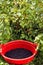 Harvesting of blackcurrant. Red plastic basin full of freshly picked blackcurrant berries under a bush
