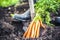 Harvesting carrots. farmer hand with bunches of carrots with tops.