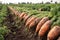 harvesting carrots in the garden generative ai