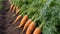 harvesting carrots in the garden generative ai