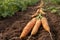 harvesting carrots in the garden generative ai