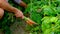 Harvesting carrots in the garden in the hands of a male farmer. Selective focus.