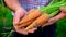 Harvesting carrots in the garden in the hands of a male farmer. Selective focus.