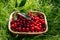 Harvesting cherry berries in the summer garden. Berries in a basket on the lawn grass