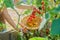 Harvesting cherry tomatoes, close-up of hands picking yellow and red tomatoes