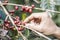 Harvesting coffee beans