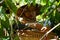 Harvesting Coffee at the ceremony of manten kopi (Coffee marriage)