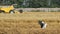 Harvesting with a combine harvester, next to a stork in the straw