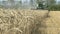 Harvesting combine in the summer field of ripe wheat