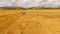 Harvesting Combine Working At Golden Field