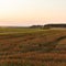 Harvesting by combines at sunset . Agriculture working