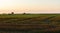 Harvesting by combines at sunset . Agriculture working