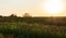 Harvesting by combines at sunset . Agriculture working