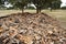 Harvesting cork, uncorking the cork oak tree, Andalusia, Spain