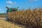 Harvesting corn by a combine harvester, followed by unloading and transportation of grain. Work in the field in the rays of the su