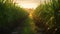 Harvesting corn crop in rural meadow, autumn vanishing point generated by AI