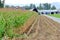 Harvesting Corn Crop and Tractors