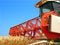 Harvesting the corn field