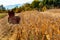 Harvesting corn field.