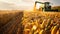 Harvesting corn in the middle of an open field with a green harvester working on it. Harvester harvesting