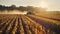 Harvesting corn in the middle of an open field with a green harvester working on it. Harvester harvesting