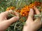 Harvesting crops