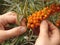 Harvesting crops