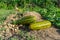 Harvesting cucumber suri. Timun suri or cucumber fruit. Popular fruit in Indonesia taste soft and fresh