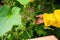 Harvesting cucumbers. Close-up of hand of a gardener in a yellow raincoat picking a ripe cucumber in her summer cottage
