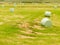 Harvesting cut grass for hay plastic wrapped bales