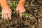 Harvesting and digging potatoes with hoe and hand in garden. Digging organic potatoes by dirty hard worked and wrinkled hand