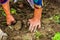 Harvesting and digging potatoes with hoe and hand in garden. Digging organic potatoes by dirty hard worked and wrinkled hand