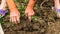 Harvesting and digging potatoes with hoe and hand in garden. Digging organic potatoes by dirty hard worked and wrinkled hand