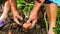 Harvesting and digging potatoes with hoe and hand in garden. Digging organic potatoes by dirty hard worked and wrinkled hand