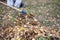 Harvesting dry leaves. Restoring order on the street.