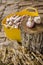 Harvesting, drying and processing garlic on the farm