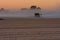 Harvesting a dusty soybean field, at sunset