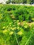 Harvesting Essence: Dill Plants in Full Bloom