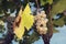 Harvesting in fall. Amber cluster on a vine.