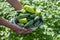 Harvesting on the farm - cucumbers and sweet peppers